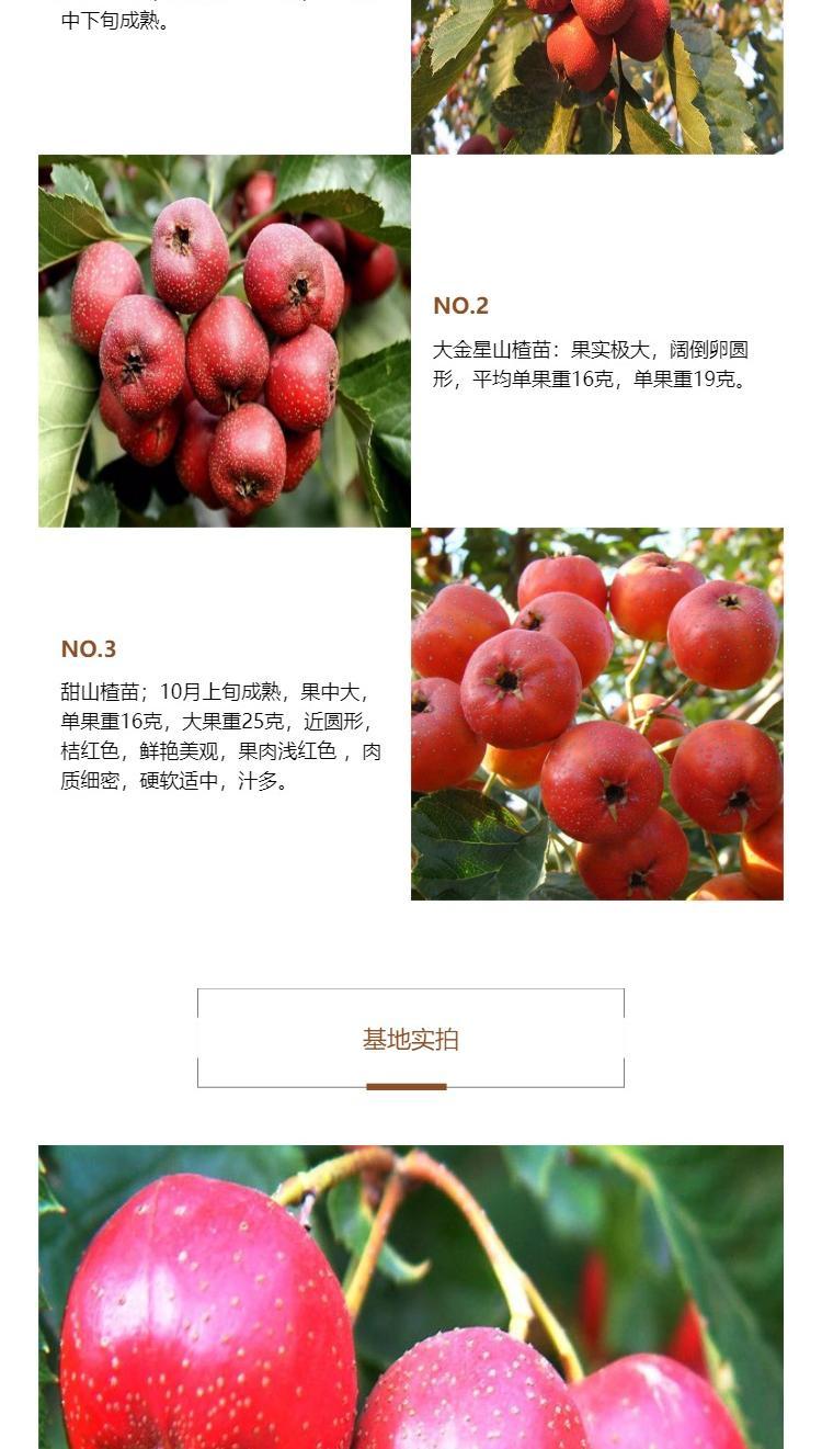 0.8cm thick grafted hawthorn seedlings, high-quality fruit seedlings grow quickly and well, new and medium-sized seedlings