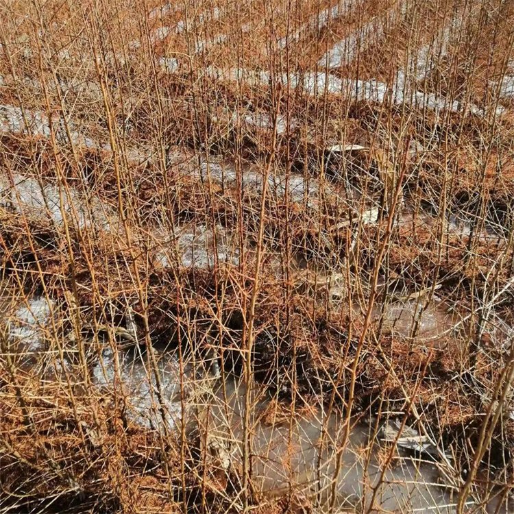 2年日本落叶松苗 苗圃直供 大量现货 提供种植技术 支持在线交易