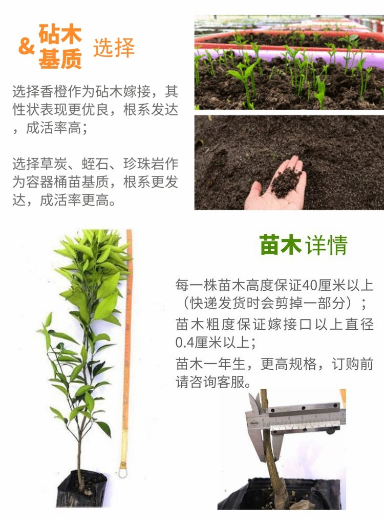 Guidance on Cultivation Techniques for Ugly Citrus Seedlings: Sending Planting Materials with Dense Meat, Less Juice, and Strong Tree Power