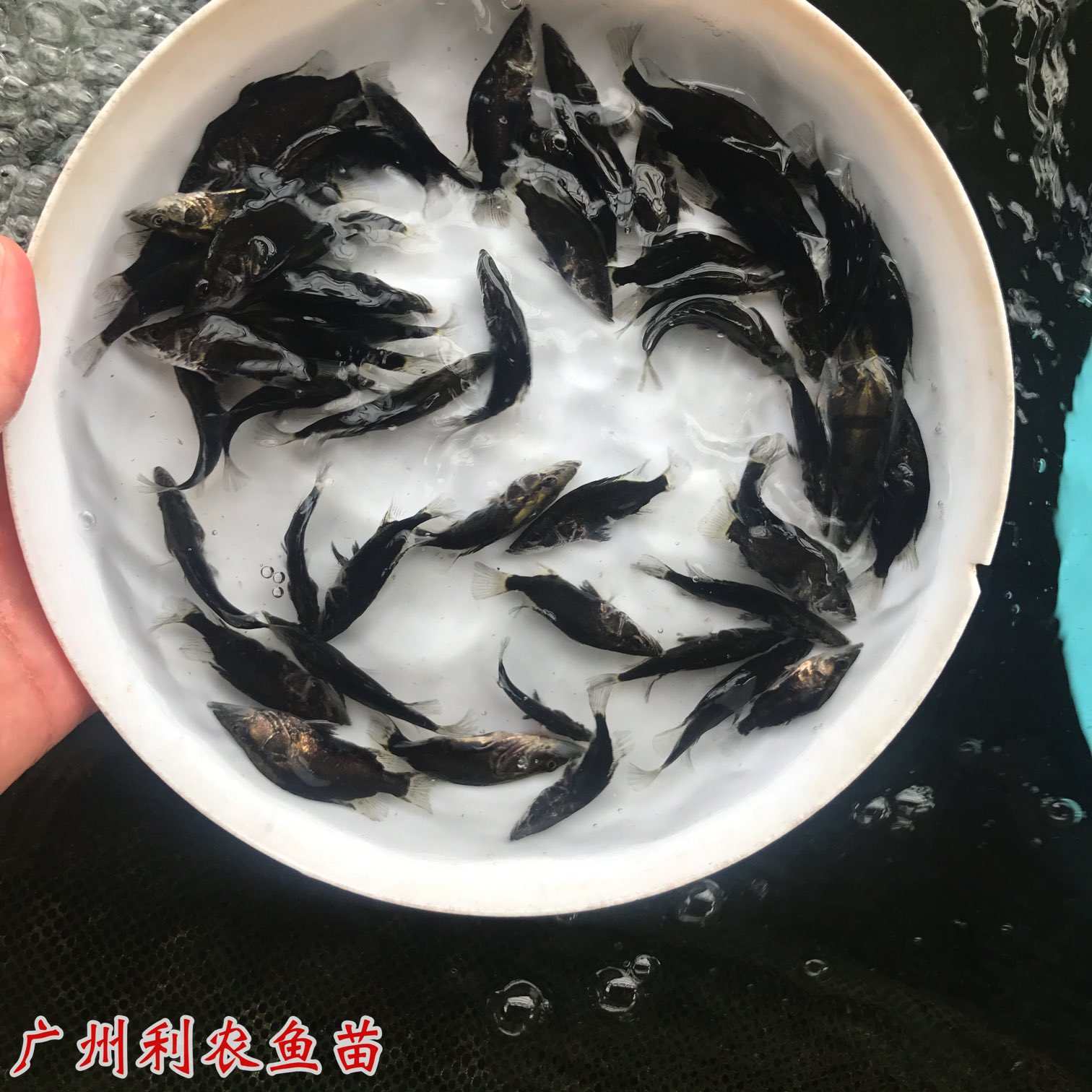 Wholesale feed for osmanthus fish fry. Siniperca chuatsi fry have good varieties, easy growth, and high yield. Source of the fry farm