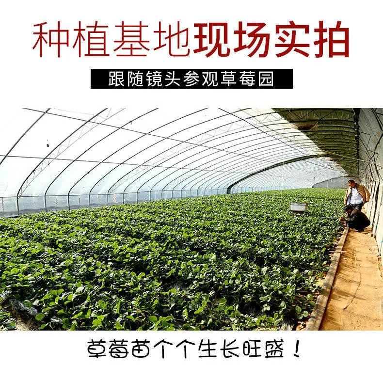 The base sells new red colored strawberry seedlings, Suizhu strawberry hole plate seedlings, with well-developed hair and fine roots, which can be excavated and distributed immediately