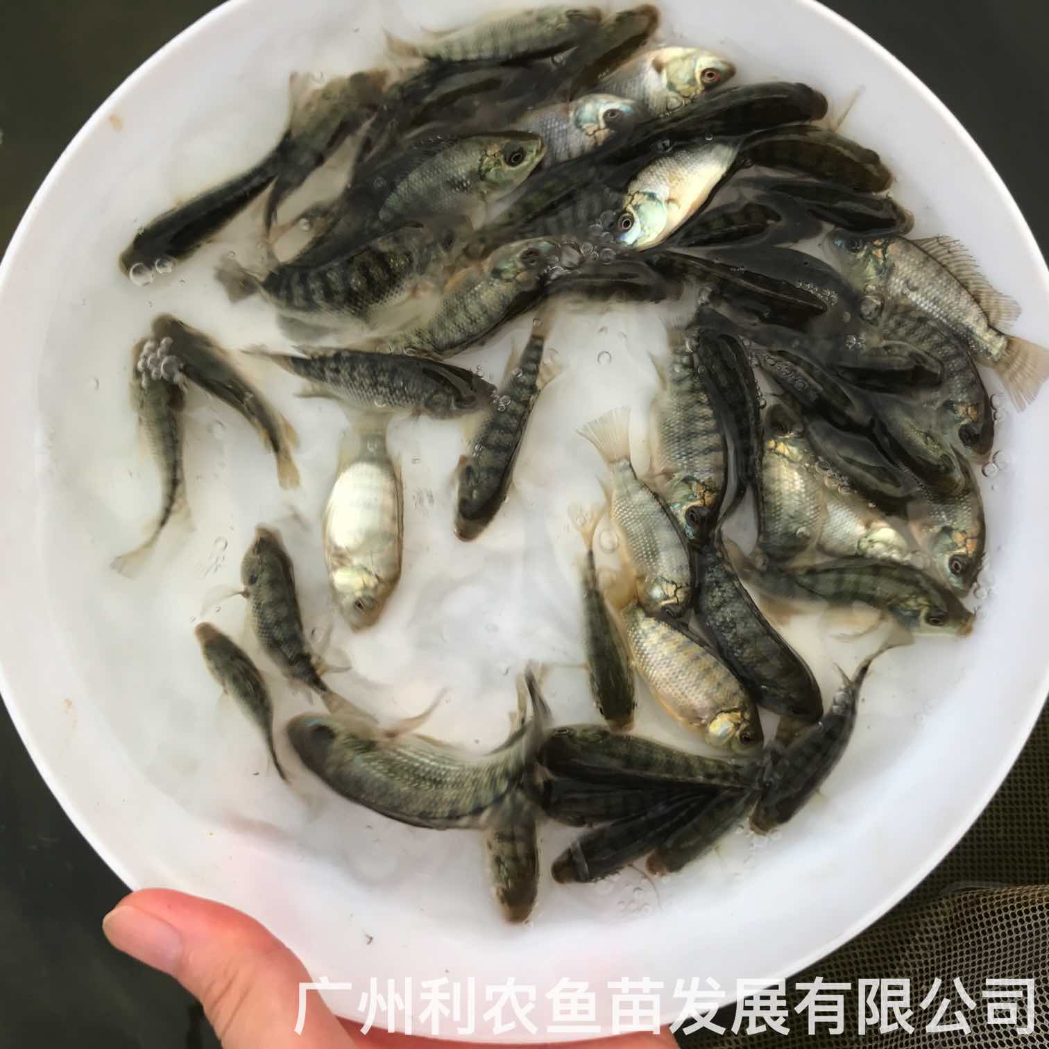 Wholesale of Tilapia splash, fry of longevity fish, African crucian carp splash, complete national delivery specifications