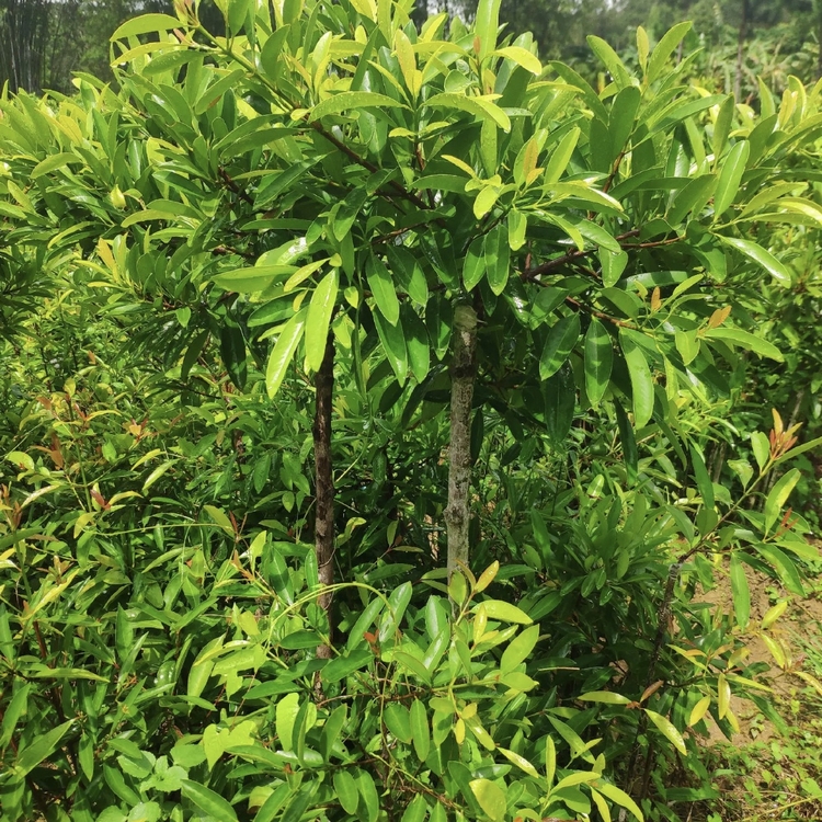 云南山竹种植基地图片