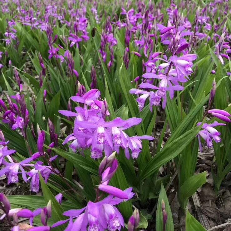 Direct supply of Shaoyang Bletilla seedlings from the production area for free management Planting technology Welcome to call for consultation