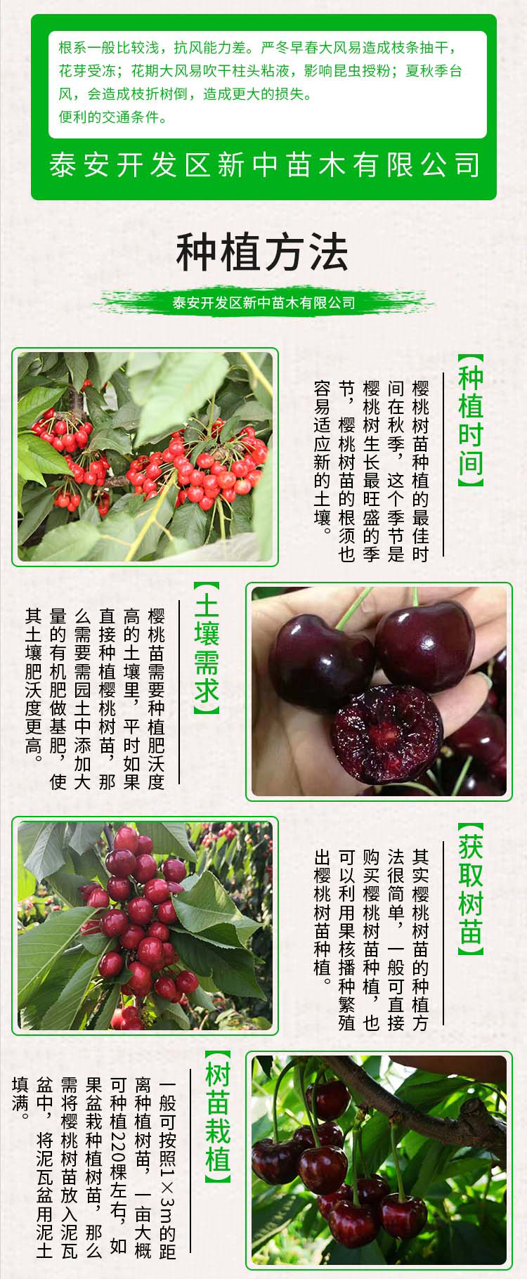 Dwarf cherry tree potted Renee cherry seedlings, new variety of fruit tree, Xinzhong seedlings