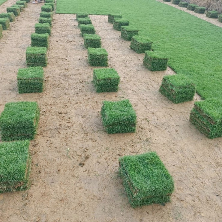 Free technical guidance for direct delivery of newly harvested grass seeds for slope protection in the year of production