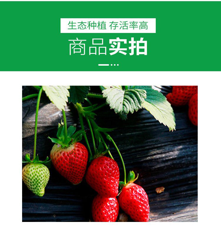 Milk Strawberry Seedlings, Large Fruit Shape, High Yield, Bright Color, Wholesale, Greenhouse Planting, Intelligent Forest Seedling Planting in Bases