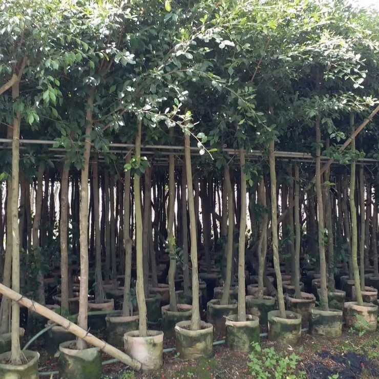 The base provides year-round supply of small leaved banyan mines with green seedlings, and the professional cooperative has excellent quality and price