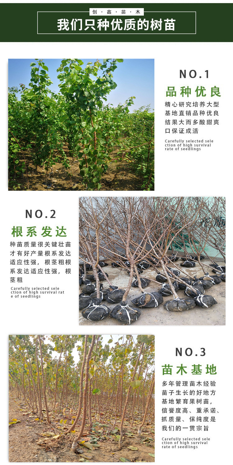 Fengyuan Red Apricot Seedlings 60 cm High Late Maturing Fruit Tree Varieties with High Autumn Flower Rate and Large Flower Quantity Can Be Planted Densely