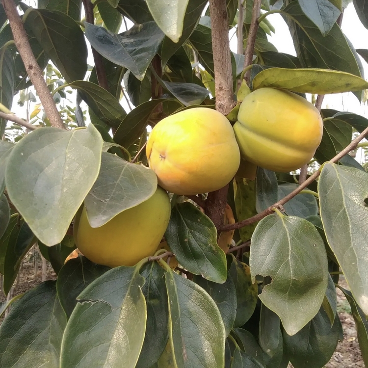 广西红柿柿子树苗种植园 批发川柿柿子苗