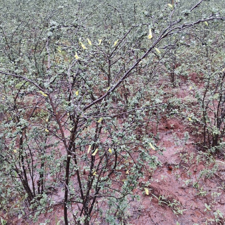 Wholesale of fragrant tea in the production area. Small seedlings with developed rooting systems and high survival standards, complete and complete