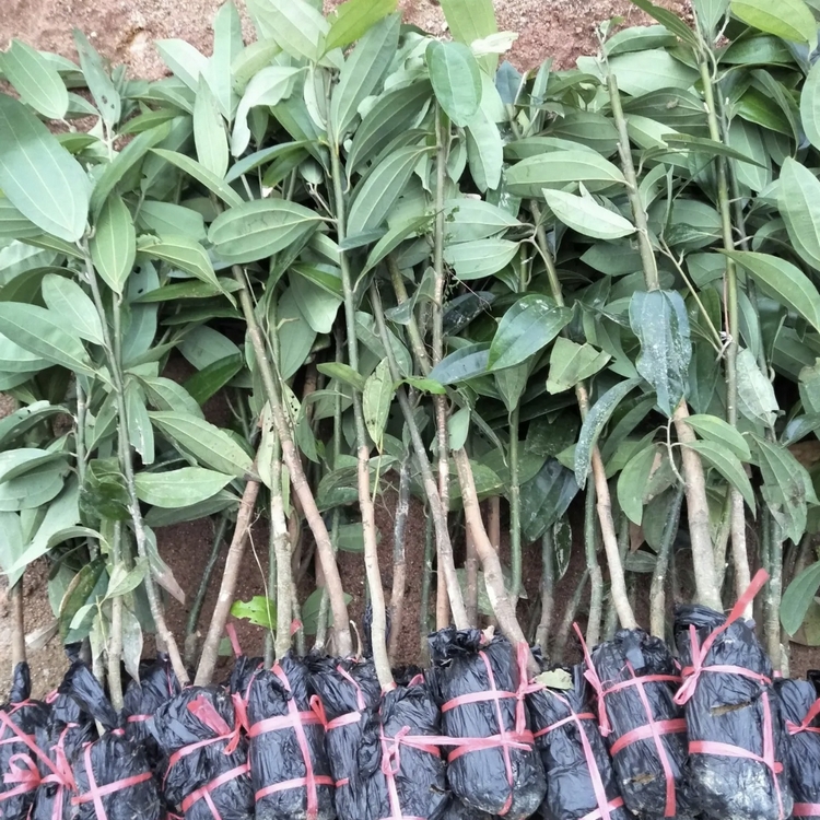 Sanming Cinnamon Seedling Growing region Wholesale Cinnamon Seedling Cinnamon Seedling Base