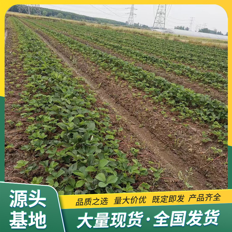 Spring Fragrant Strawberry Seedling Picking in Greenhouse with Strength Base, Pot and Soil, Lufeng Horticulture