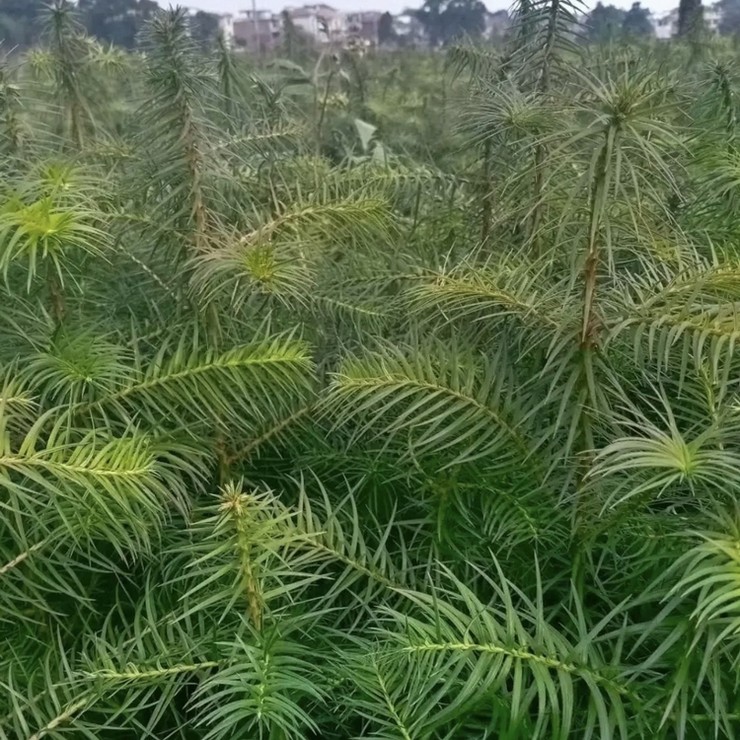 On the same day of seedling emergence, the fast-growing Chinese fir seedlings have developed root systems and survived for many years, with complete specifications and high quality