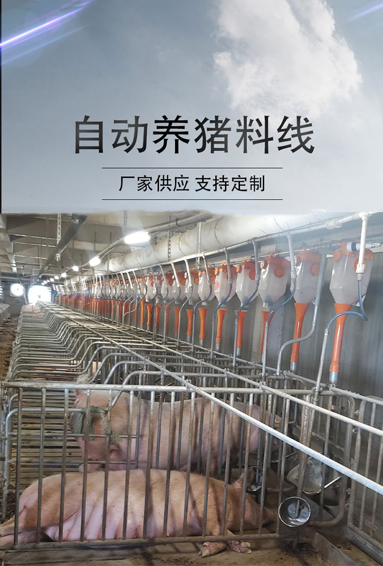 Special equipment for large-scale pig farms - Fully automated feeding line for pigs - Automatic feeding system for pig farms