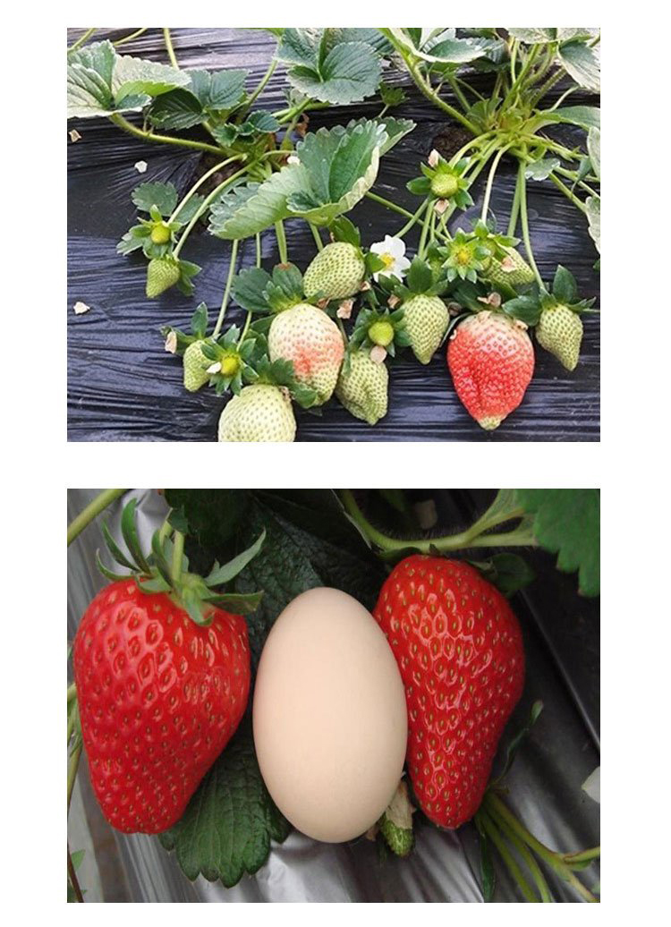 Milk Strawberry Seedlings, Large Fruit Shape, High Yield, Bright Color, Wholesale, Greenhouse Planting, Intelligent Forest Seedling Planting in Bases