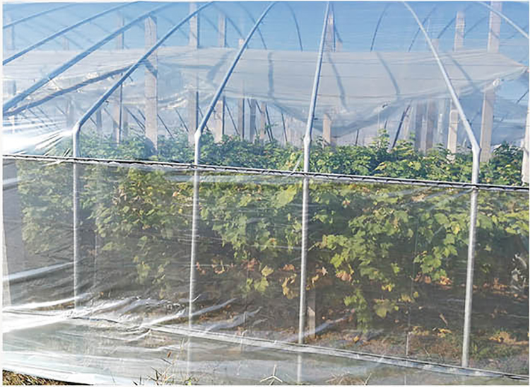 Shuaifeng manufacturer sells polyethylene greenhouse film, agricultural plastic cloth, non dripping film, moisturizing and insulation wholesale customization