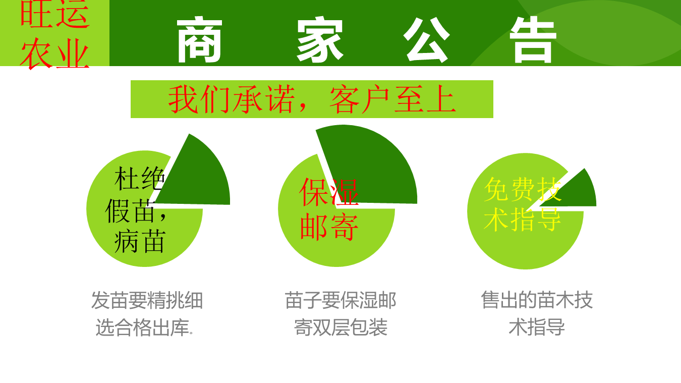 The grafting varieties of peach seedlings and mountain peach seedlings occupy land and are supplied by agricultural manufacturers in Dawangyun