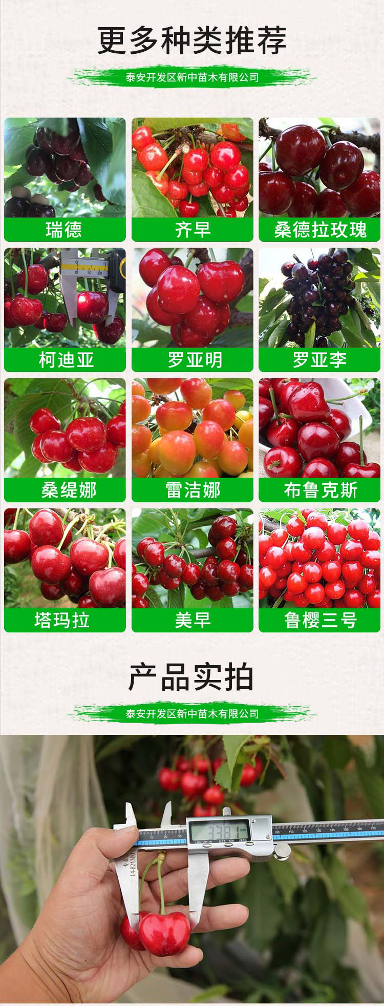 Dwarf cherry tree potted Renee cherry seedlings, new variety of fruit tree, Xinzhong seedlings