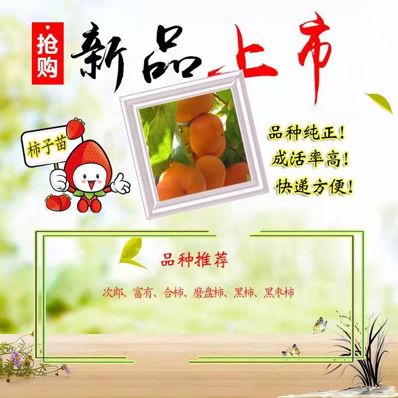 Sweet persimmon tree fruit, big and crispy, sweet Yangfengzi seedling variety, pure and new Chinese seedling