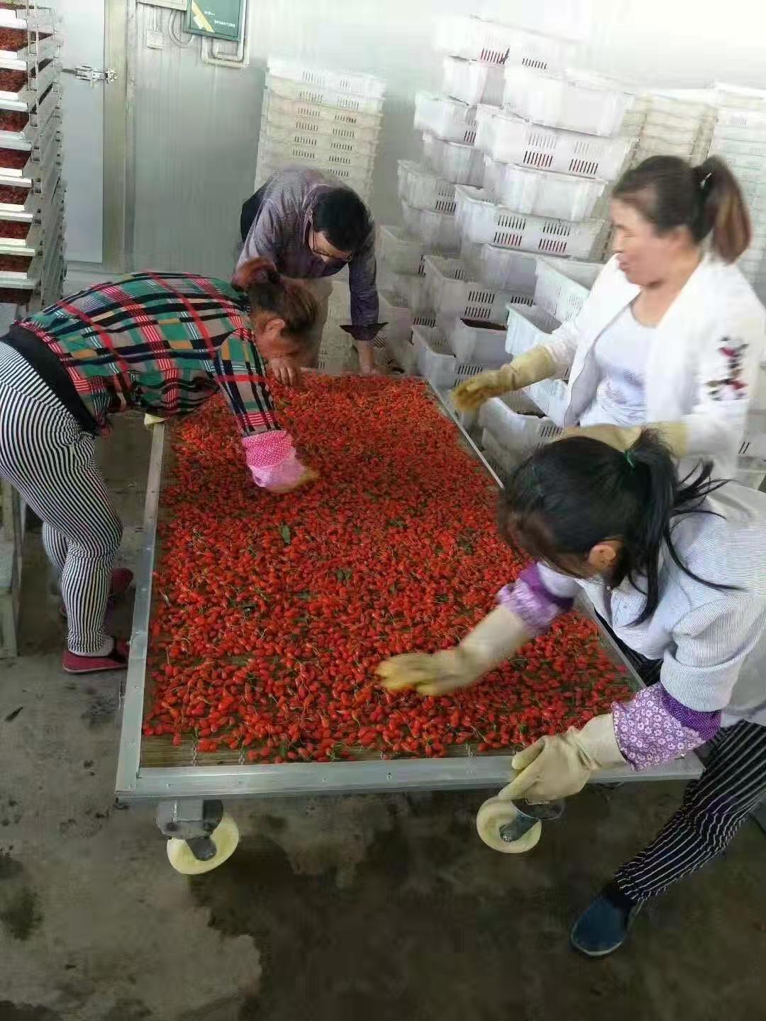 The drying equipment of goji berry dryer is easy to operate, and a new large-scale drying oven has been launched