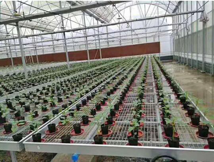 Shuaifeng Greenhouse Film Plastic Film Thickening Insulation Planting Greenhouse Film Plant Garden Transparent Plastic Cloth Manufacturer Wholesale