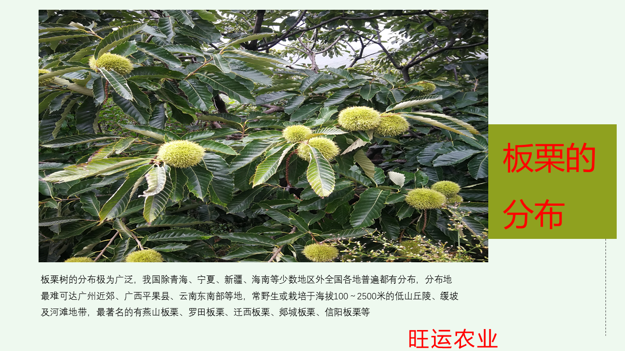 Chestnut seedlings with straight and sturdy stems and well-developed roots can survive and thrive in agriculture after transplantation