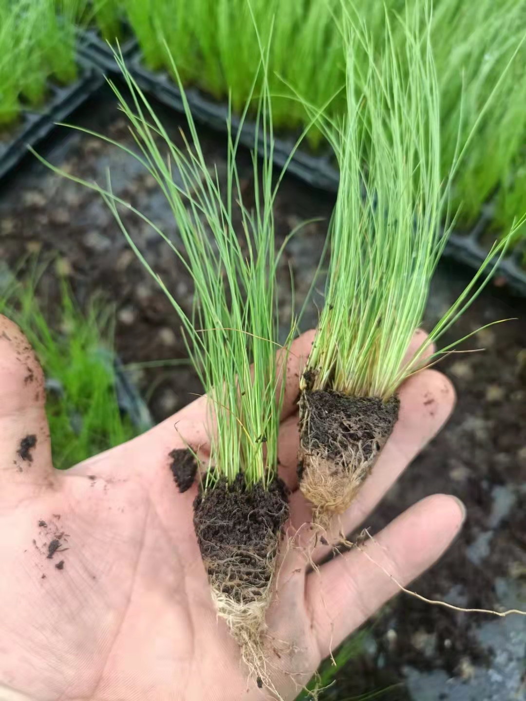 Potted seedlings with strong adaptability to environmental conditions in the Dabuni Pennisetum base, ornamental grass