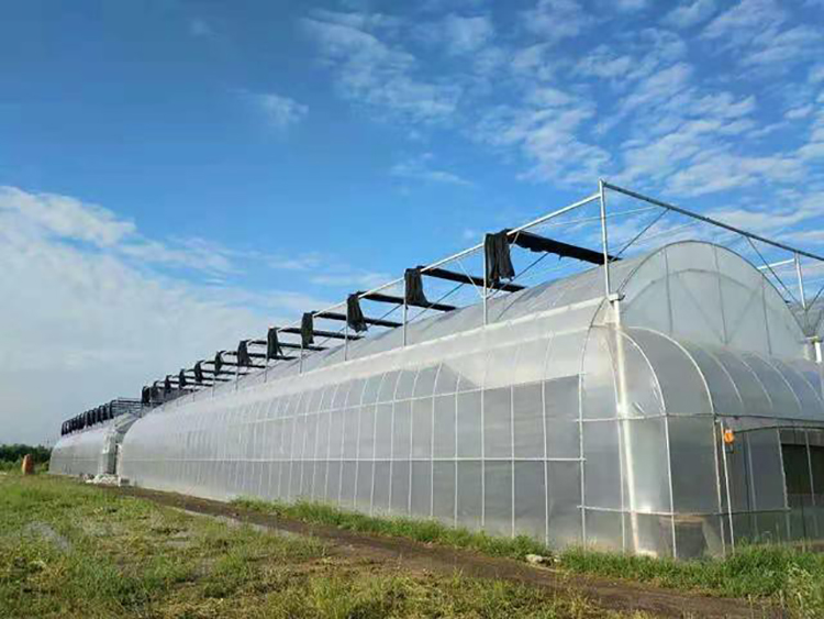 The transparency of the PO film in the Shuaifeng fruit greenhouse is good, and the agricultural film has a long service life