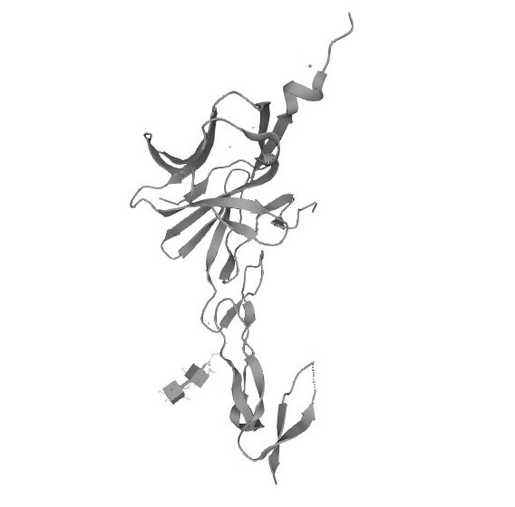 程序性死亡分子/Programmed cell death protein 1蛋白 免疫检查