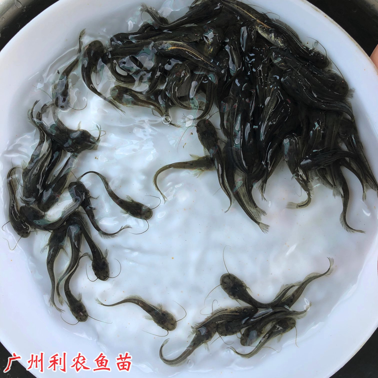 Wholesale of large mouth catfish fry Fresh water hybrid Southern yellow catfish fry Good breeding specifications complete