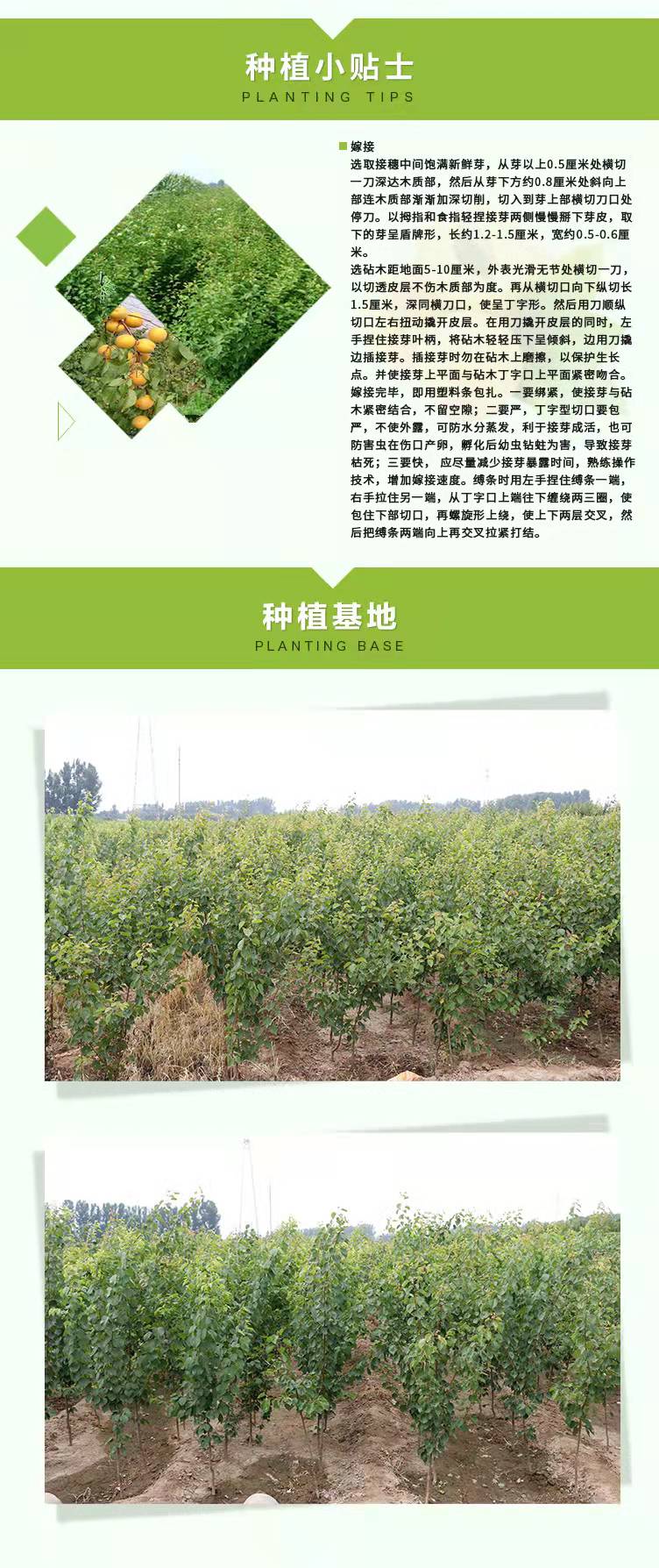 Management Methods for Apricot Seedlings in Greenhouses New Century Apricot Seedlings for Flood and Frost Resistance