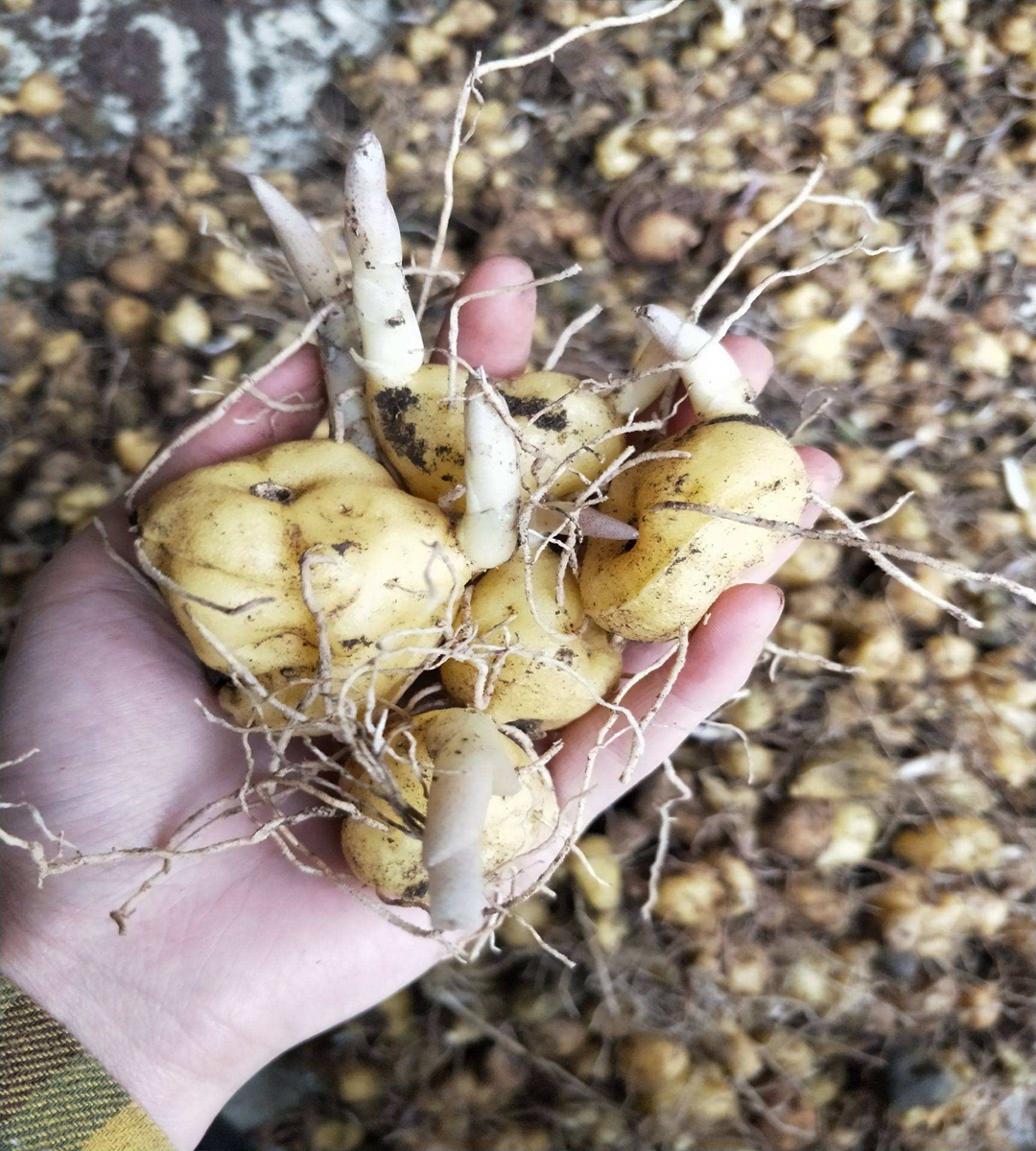 Planting Chinese toon seedlings in greenhouses requires selecting conditions that meet the requirements of a thick stem diameter, a dome, and a well-developed virus free root system