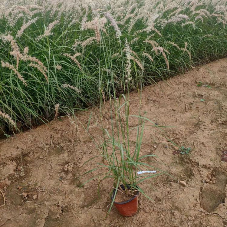 Potted seedlings with strong adaptability to environmental conditions in the Dabuni Pennisetum base, ornamental grass