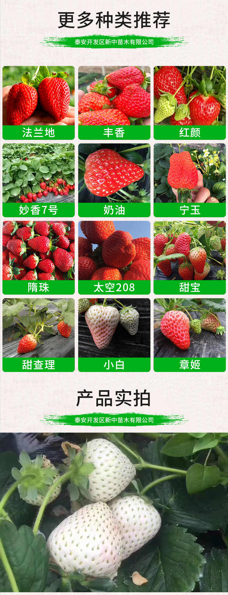 Wholesale of Four Seasons Cream Strawberry Seedlings, Surviving Fruit Seedlings, Fruits and Fruits of the Year, and New Chinese Seedlings