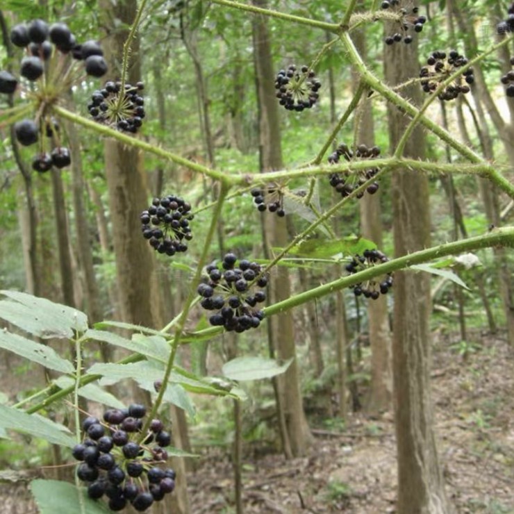 Free technical guidance for first-hand sources of newly harvested thorny and old sprout seeds from the origin of the year