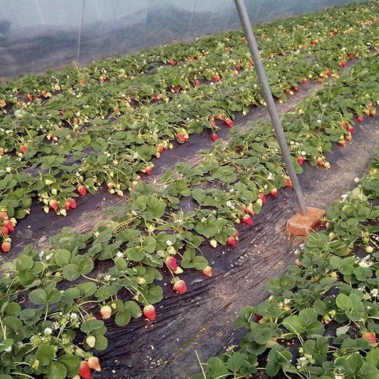 The purchase quantity of strawberry seedlings directly supplied by the base meets the requirements for direct delivery by national dedicated trains