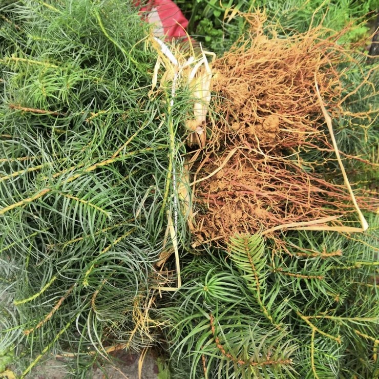 On the same day of seedling emergence, the fast-growing Chinese fir seedlings have developed root systems and survived for many years, with complete specifications and high quality