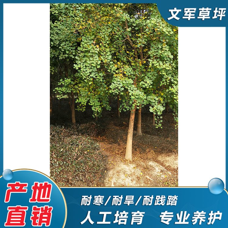 This year, the market for 12 cm Chinese tallow trees is good, and the nursery provides beautiful and colorful Chinese tallow trees