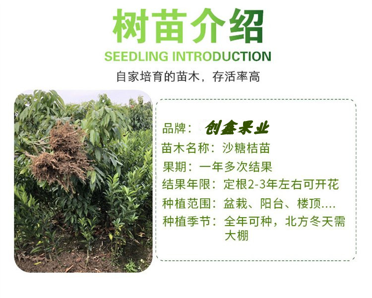 Eyuan No. 38 Orange Seedling Juice is Rich, Thick, Fragrant, Rich, Stable, Drought Resistant, and Strong in Wind Resistance