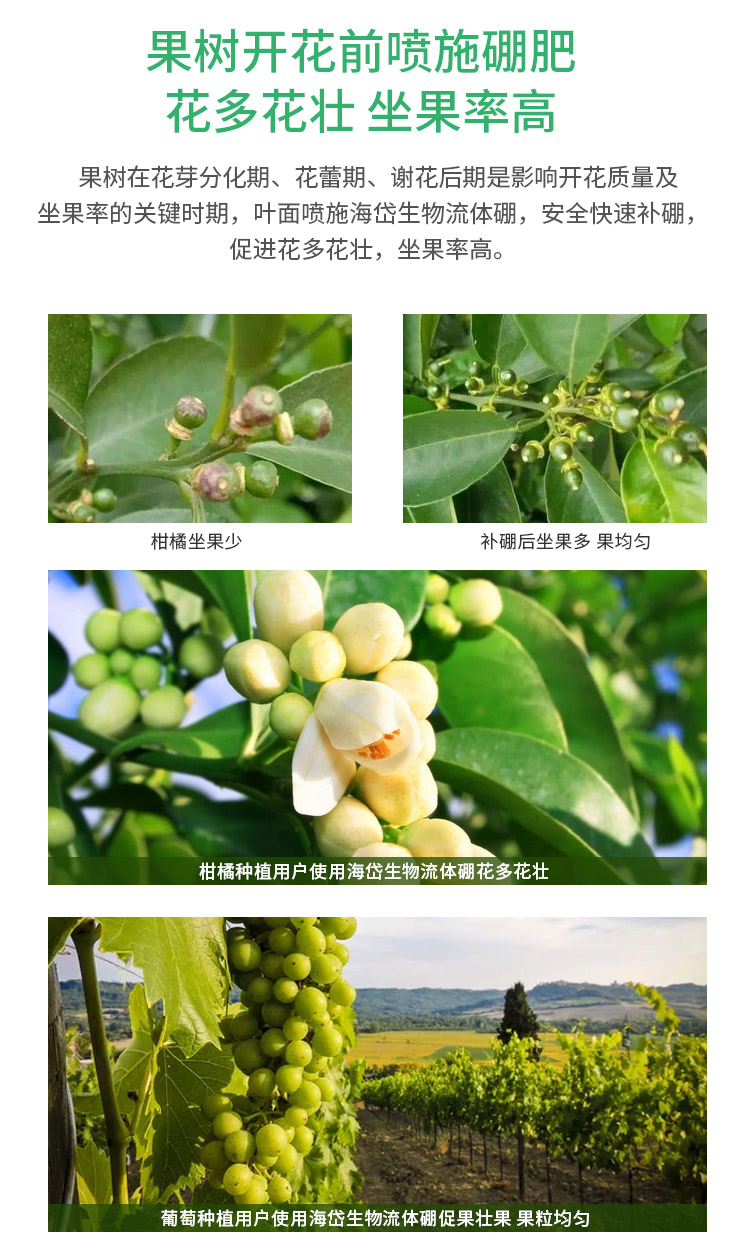 Haidai Biological Liquid Boron Single Element Water Soluble Fertilizer Has Good Effects on Promoting Flowers and Fruits