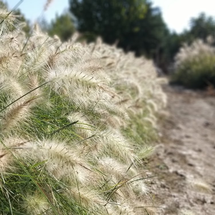 Nursery Direct Supply White Beauty Pennisetum Small Seedlings Potted Flower Sea Seedlings Ornamental Grass Base