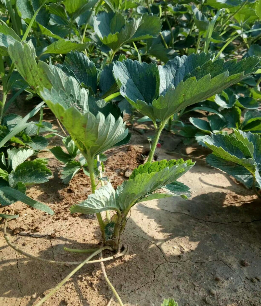 Zhang Ji, an old variety of sweet Charlie strawberry seedlings grown in high yield greenhouses every year