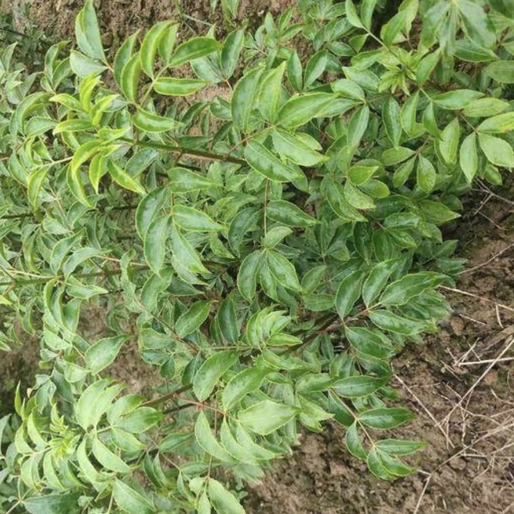 Direct supply of chicken-eye seedlings from the production area, direct distribution of contracted education, planting management technology, and pure and reliable quality