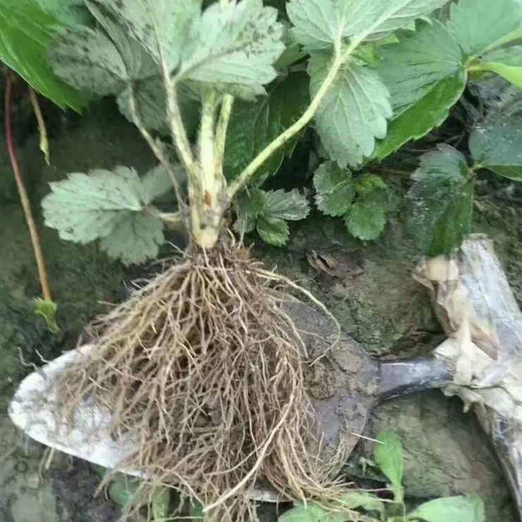 Primary source of goods from the origin Sweet Charlie Strawberry seedlings can be planted in low cost and controllable barren mountains and farmland