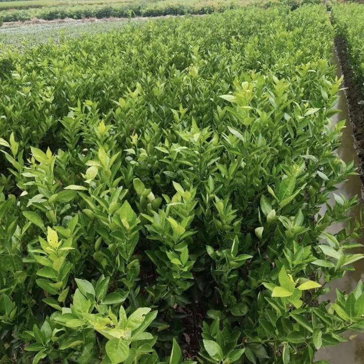 Sichuan Emperor Citrus Seedling Planting Main Production Area Wholesale Emperor Citrus Seedlings Emperor Citrus Seedlings