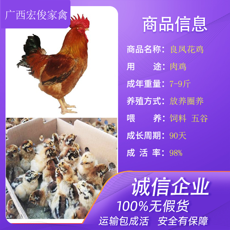 云南临沧青脚土鸡最近的鸡苗厂家在哪里养鸡小妙招