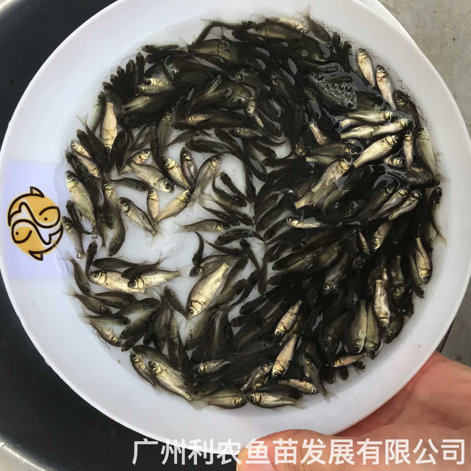 Wholesale of Zhongke No.5 and No.3 crucian carp fry can grow one kilogram in half a year, and can be shipped nationwide with cold resistance and fast growth