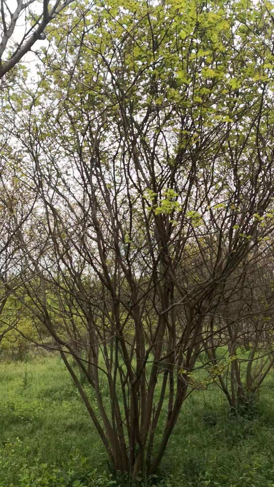 河南丛生广玉兰价格 南阳丛生广玉兰价格 南召丛生广玉兰价格