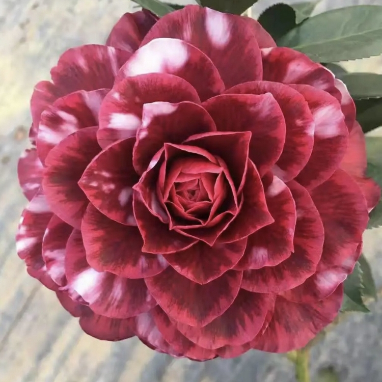 Wholesale of fragrant camellia seedlings and fragrant camellia in a hundred mu planting base